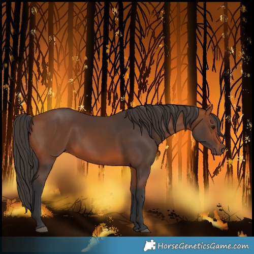 Horse Color:Bay 