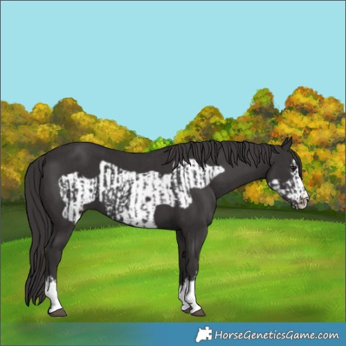 Horse Color:Smoky Black  and Smoky Black Frame 