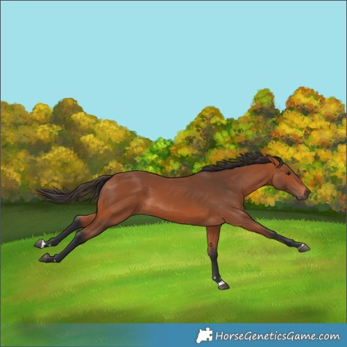 Horse Color:Bay 