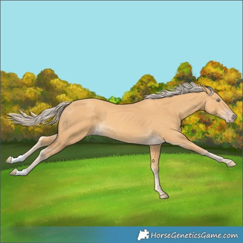 Horse Color:Gold Cream Champagne 