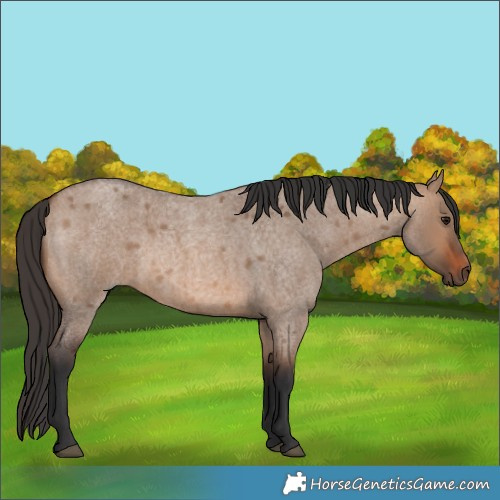 Horse Color:Brown Roan Dun