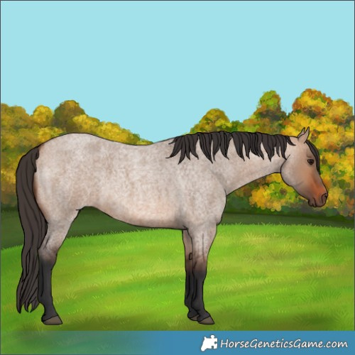 Horse Color:Bay Roan Dun 