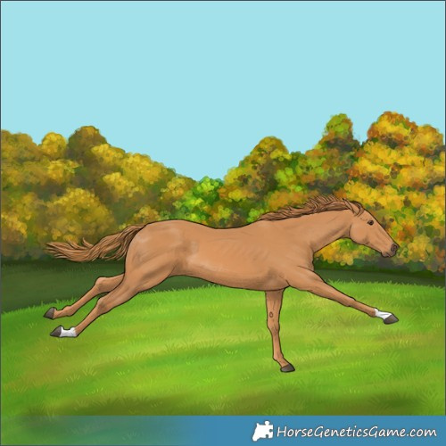 Horse Color:Chestnut 