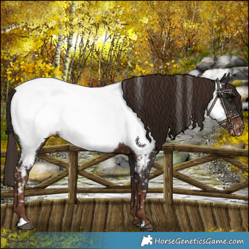 Horse Color:Liver Chestnut Near Fewspot 