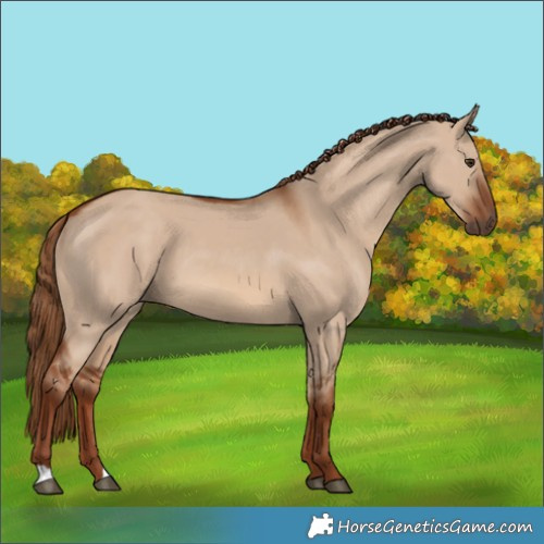 Horse Color:Red Dun 