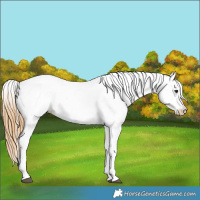Horse Color:Chestnut Fewspot