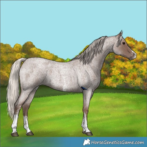 Horse Color:Silver Blue Roan Sabino