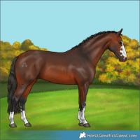 Horse Color:Bay 