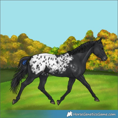 Horse Color:Black Appaloosa Rabicano