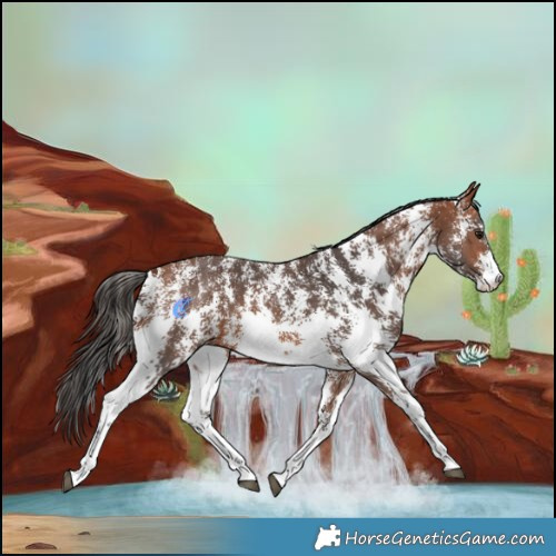Horse Color:Bay Sabino