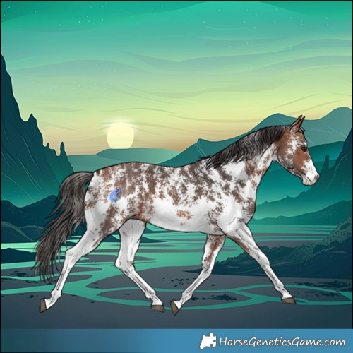 Horse Color:Bay Sabino 