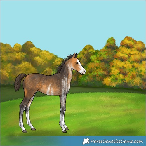 Horse Color:Unknown 