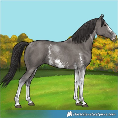 Horse Color:Unknown 