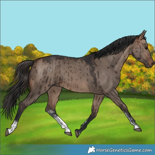 Horse Color:Bay Dun Sabino Brindle 