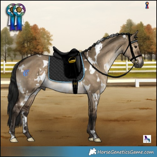 Horse Color:Gray White Spotted Brown Dun