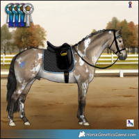 Horse Color:Gray White Spotted Brown Dun 