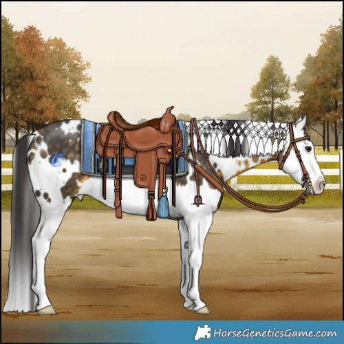 Horse Color:White Spotted Buckskin Splash