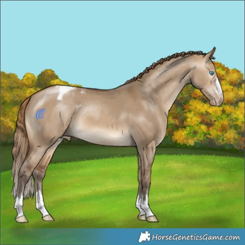 Horse Color:Gray Perlino Dun Appaloosa 
