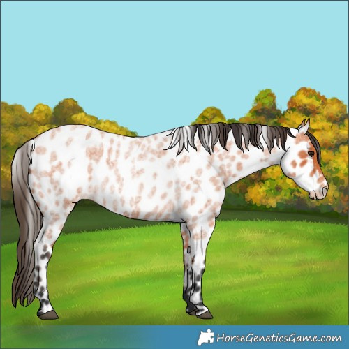 Horse Color:Bay Roan Appaloosa