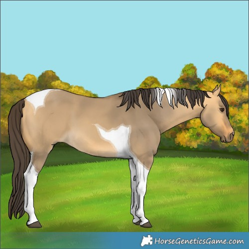 Horse Color:Buckskin Dun Tobiano