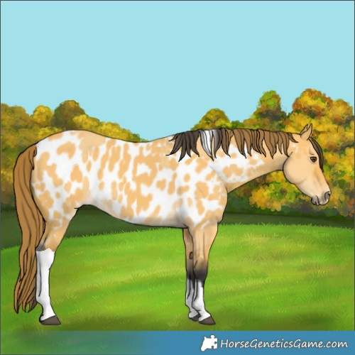 Horse Color:Buckskin Dun Tobiano and Buckskin Dun Tobiano Near Leopard