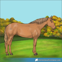 Horse Color:Chestnut 