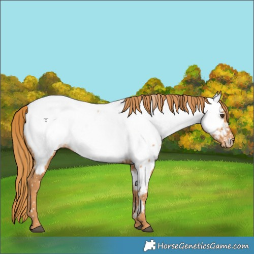 Horse Color:Chestnut Appaloosa