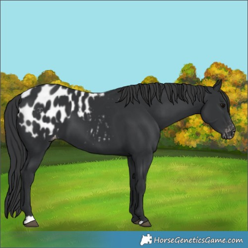 Horse Color:Black Appaloosa 