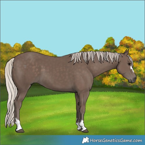 Horse Color:Silver Black