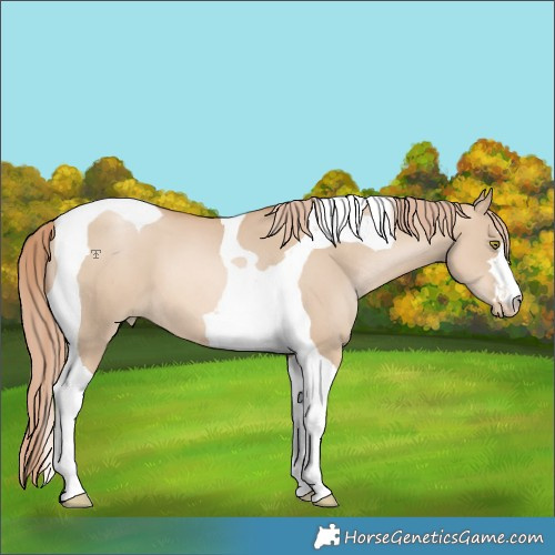 Horse Color:Red Dun Pearl Tobiano
