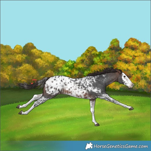 Horse Color:Brown Sabino Splash Blanket and Brown Sabino Splash Blanket