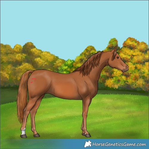 Horse Color:Chestnut 