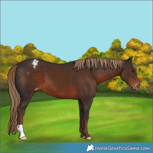 Horse Color:Liver Chestnut Blanket