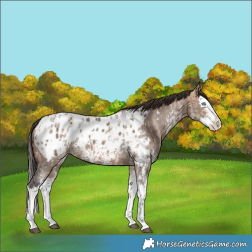 Horse Color:Bay Dun Sabino Splash Blanket  and Bay Dun Sabino Splash Blanket 