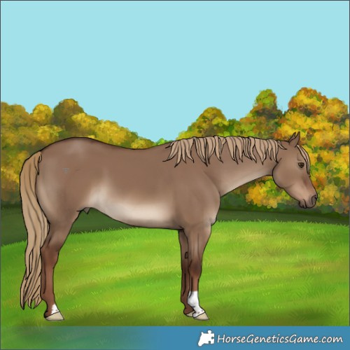 Horse Color:Liver Red Dun
