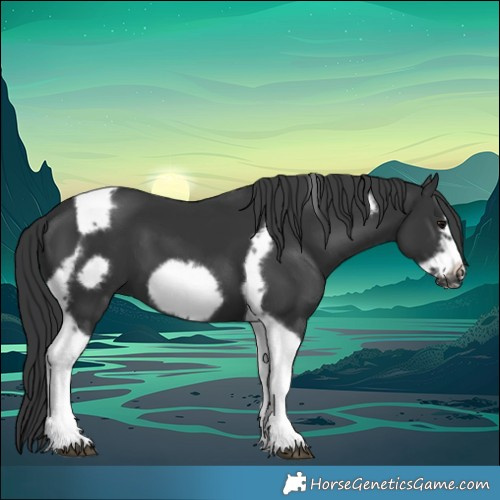 Horse Color:Black Tobiano Frame