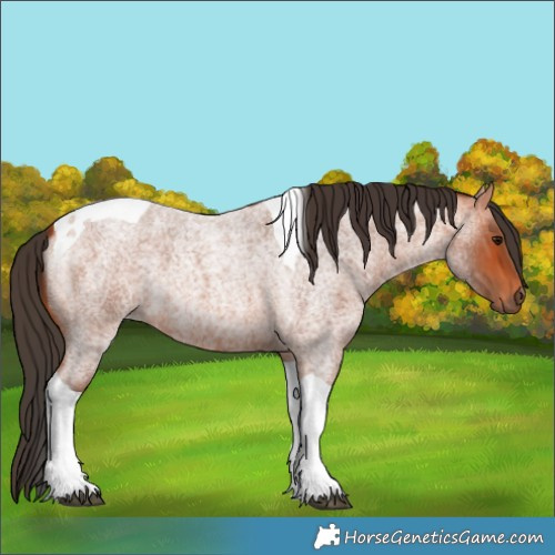 Horse Color:Bay Roan Tobiano