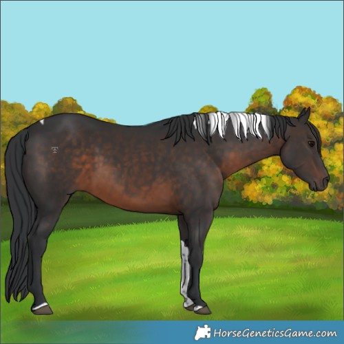 Horse Color:Brown Tobiano 