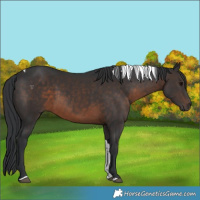 Horse Color:Brown Tobiano 