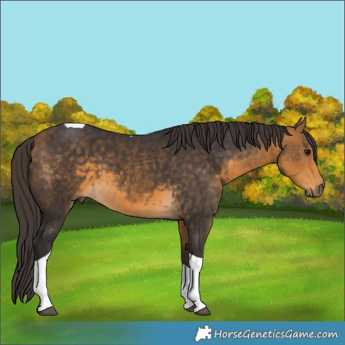 Horse Color:Buckskin Tobiano 