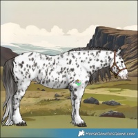Horse Color:Liver Chestnut Sabino Splash Near Leopard and Liver Chestnut Sabino Splash Near Leopard