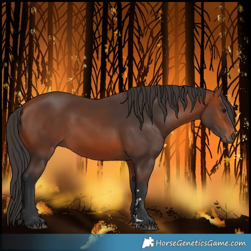 Horse Color:Bay 