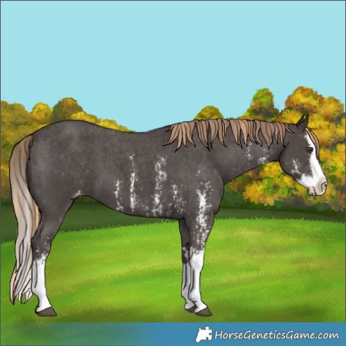 Horse Color:Liver Chestnut Sabino Splash Varnish and Liver Chestnut Sabino Splash Varnish