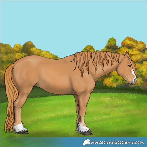 Horse Color:Chestnut 