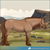 Horse Color:Red Dun 