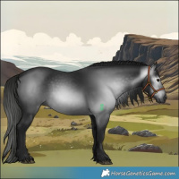 Horse Color:Gray Black 
