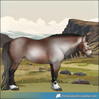 Horse Color:Gray Bay 