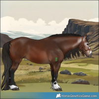Horse Color:Gray Bay