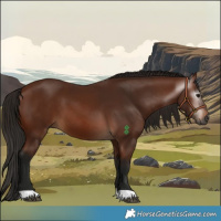 Horse Color:Gray Bay