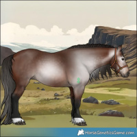 Horse Color:Gray Bay 